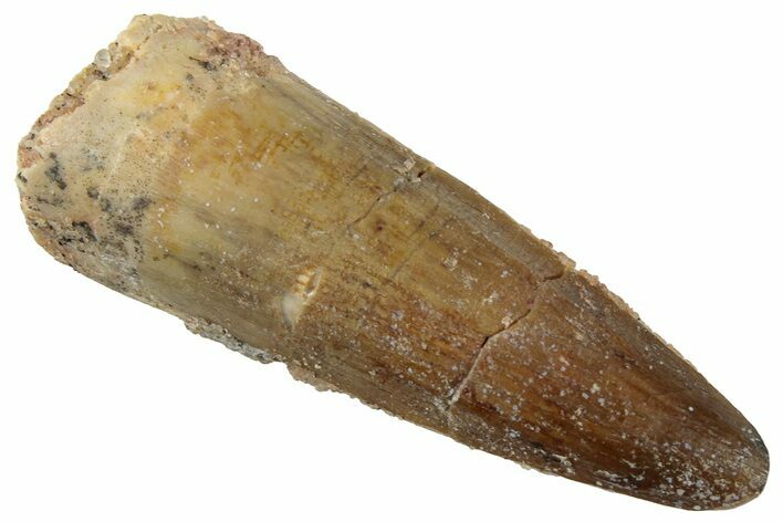 Fossil Spinosaurus Tooth - Real Dinosaur Tooth #319010